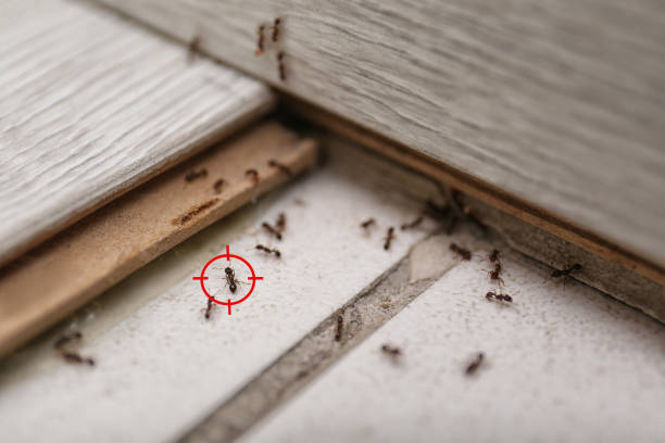 Best Emergency Pest Control  in Saranac Lake, NY