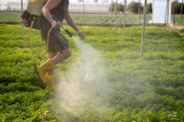 Best Local Pest Control Services  in Saranac Lake, NY