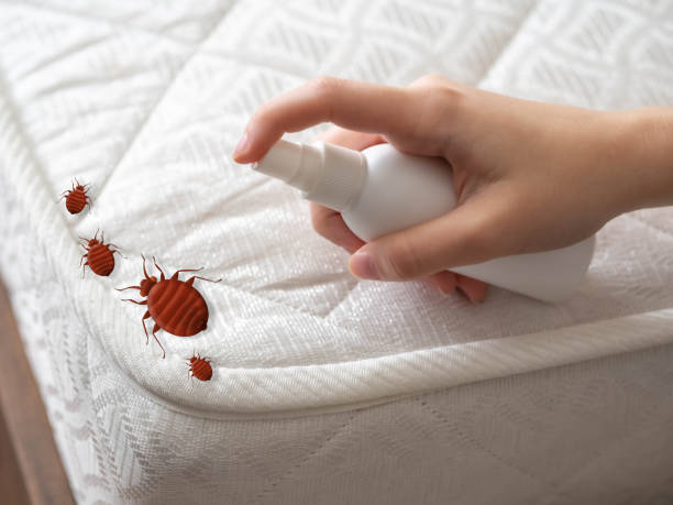Best Termite Control Services  in Saranac Lake, NY