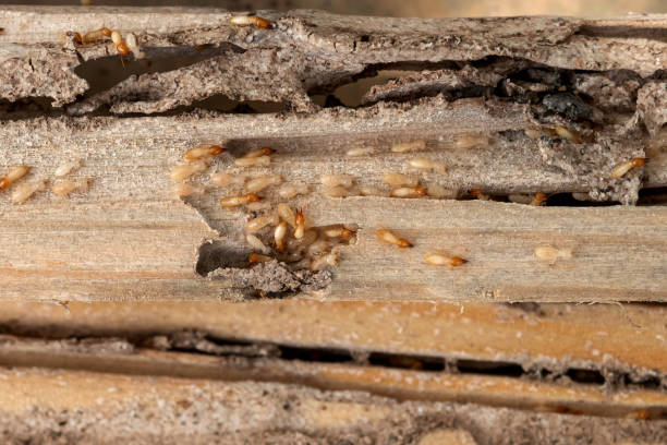 Flea Control Services in Saranac Lake, NY